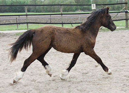 Welsh Cob Valando als jaarling 2